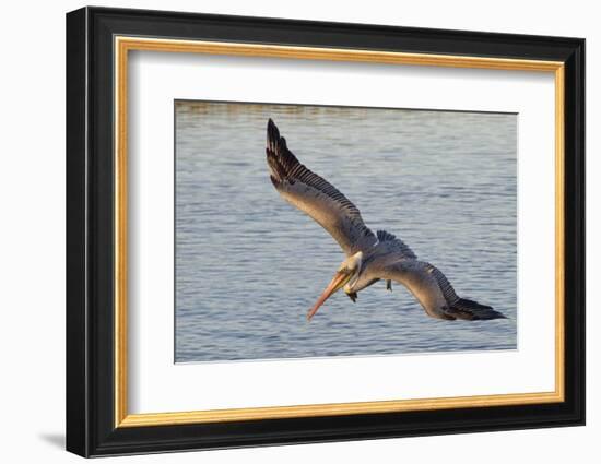 Brown Pelican in Breeding Plummage Flying-Hal Beral-Framed Photographic Print