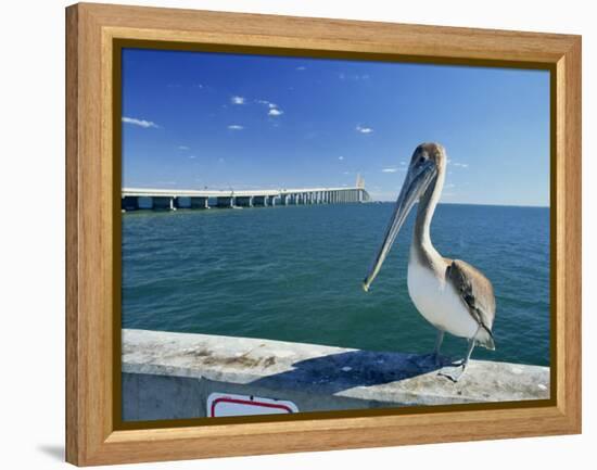 Brown Pelican in Front of the Sunshine Skyway Bridge at Tampa Bay, Florida, USA-Tomlinson Ruth-Framed Premier Image Canvas