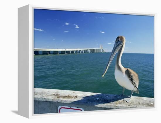Brown Pelican in Front of the Sunshine Skyway Bridge at Tampa Bay, Florida, USA-Tomlinson Ruth-Framed Premier Image Canvas