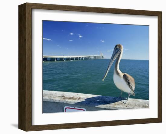 Brown Pelican in Front of the Sunshine Skyway Bridge at Tampa Bay, Florida, USA-Tomlinson Ruth-Framed Photographic Print