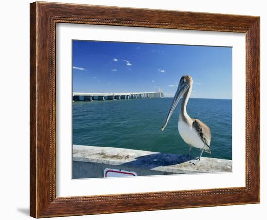 Brown Pelican in Front of the Sunshine Skyway Bridge at Tampa Bay, Florida, USA-Tomlinson Ruth-Framed Photographic Print