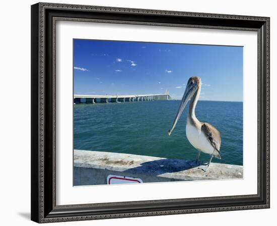 Brown Pelican in Front of the Sunshine Skyway Bridge at Tampa Bay, Florida, USA-Tomlinson Ruth-Framed Photographic Print