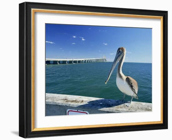 Brown Pelican in Front of the Sunshine Skyway Bridge at Tampa Bay, Florida, USA-Tomlinson Ruth-Framed Photographic Print