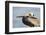 Brown Pelican, La Jolla Cliffs, La Jolla, Ca-Richard and Susan Day-Framed Photographic Print