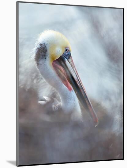 Brown pelican, La Jolla, San Diego, California, USA-Juan Carlos Munoz-Mounted Photographic Print