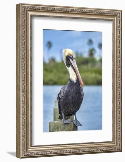 Brown pelican, New Smyrna Beach, Florida, USA-Jim Engelbrecht-Framed Photographic Print