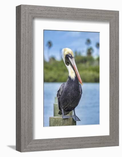 Brown pelican, New Smyrna Beach, Florida, USA-Jim Engelbrecht-Framed Photographic Print