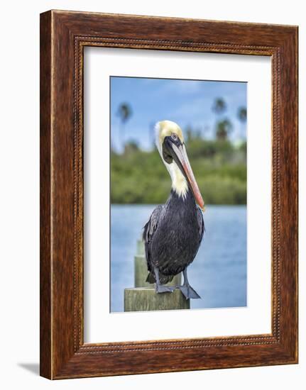 Brown pelican, New Smyrna Beach, Florida, USA-Jim Engelbrecht-Framed Photographic Print