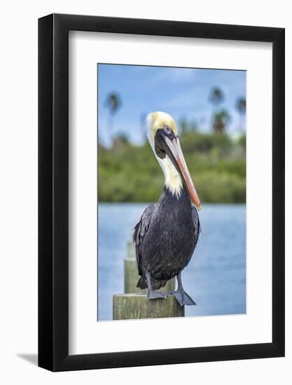 Brown pelican, New Smyrna Beach, Florida, USA-Jim Engelbrecht-Framed Photographic Print