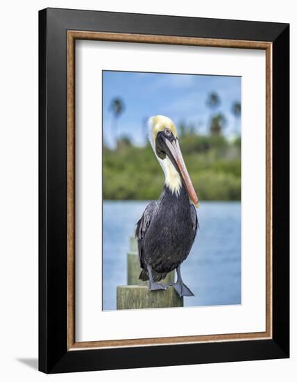 Brown pelican, New Smyrna Beach, Florida, USA-Jim Engelbrecht-Framed Photographic Print