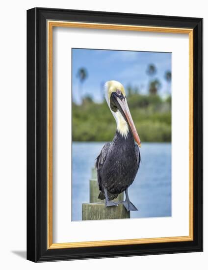 Brown pelican, New Smyrna Beach, Florida, USA-Jim Engelbrecht-Framed Photographic Print