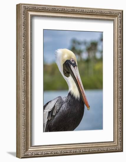 Brown pelican, New Smyrna Beach, Florida, USA-Lisa Engelbrecht-Framed Photographic Print