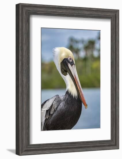 Brown pelican, New Smyrna Beach, Florida, USA-Lisa Engelbrecht-Framed Photographic Print