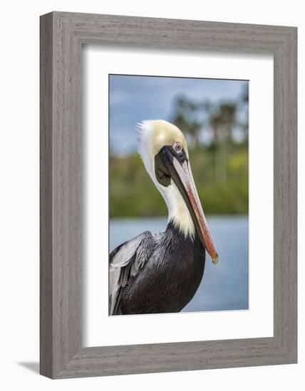 Brown pelican, New Smyrna Beach, Florida, USA-Lisa Engelbrecht-Framed Photographic Print