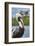 Brown pelican, New Smyrna Beach, Florida, USA-Lisa Engelbrecht-Framed Photographic Print