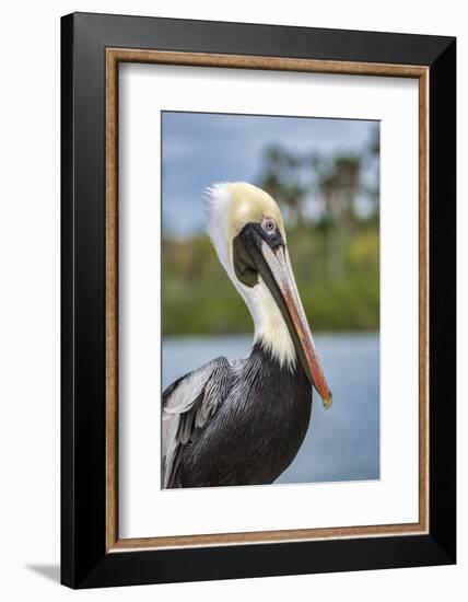 Brown pelican, New Smyrna Beach, Florida, USA-Lisa Engelbrecht-Framed Photographic Print