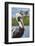 Brown pelican, New Smyrna Beach, Florida, USA-Lisa Engelbrecht-Framed Photographic Print