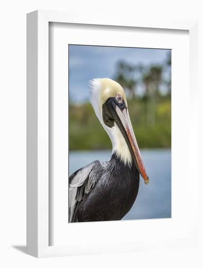 Brown pelican, New Smyrna Beach, Florida, USA-Lisa Engelbrecht-Framed Photographic Print