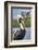 Brown pelican, New Smyrna Beach, Florida, USA-Lisa Engelbrecht-Framed Photographic Print