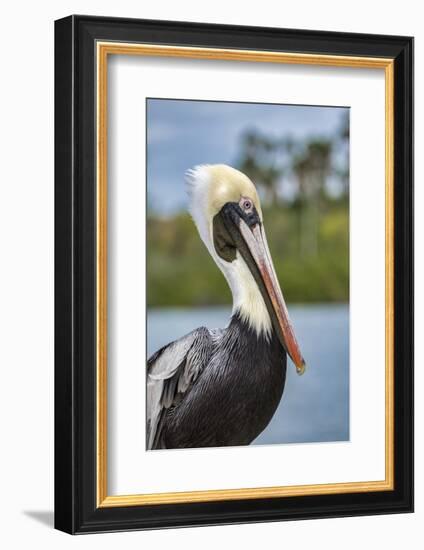 Brown pelican, New Smyrna Beach, Florida, USA-Lisa Engelbrecht-Framed Photographic Print