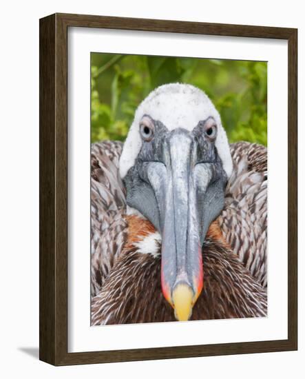 Brown Pelican on Nest Staring Ahead, Rabida, Galapagos Islands, Ecuador-Arthur Morris-Framed Photographic Print