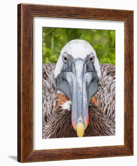 Brown Pelican on Nest Staring Ahead, Rabida, Galapagos Islands, Ecuador-Arthur Morris-Framed Photographic Print