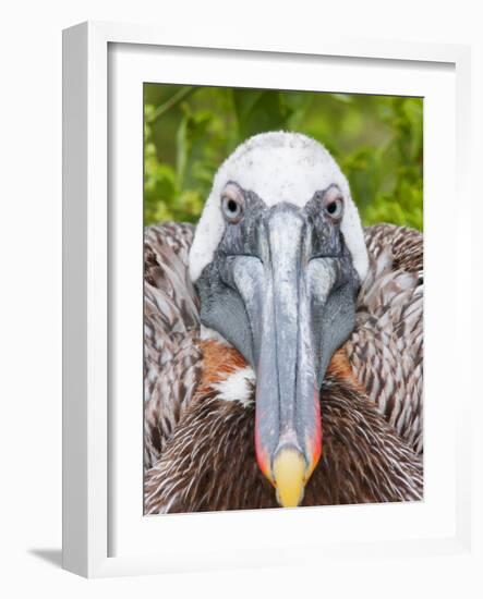 Brown Pelican on Nest Staring Ahead, Rabida, Galapagos Islands, Ecuador-Arthur Morris-Framed Photographic Print