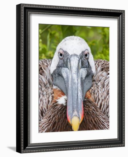 Brown Pelican on Nest Staring Ahead, Rabida, Galapagos Islands, Ecuador-Arthur Morris-Framed Photographic Print