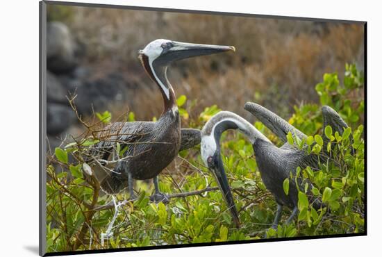 Brown pelican pair during courtship display, Galapagos-Tui De Roy-Mounted Photographic Print