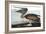 Brown Pelican, Pelecanus Fuscus, from the Birds of America by John J. Audubon, Pub. 1827-38 (Hand C-John James Audubon-Framed Giclee Print