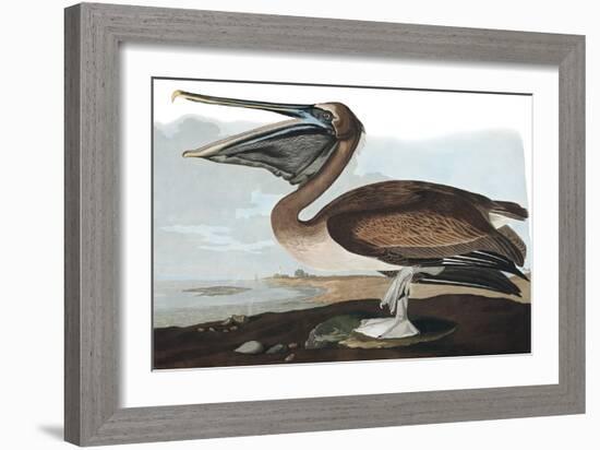 Brown Pelican, Pelecanus Fuscus, from the Birds of America by John J. Audubon, Pub. 1827-38 (Hand C-John James Audubon-Framed Giclee Print