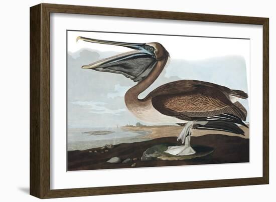 Brown Pelican, Pelecanus Fuscus, from the Birds of America by John J. Audubon, Pub. 1827-38 (Hand C-John James Audubon-Framed Giclee Print