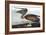 Brown Pelican, Pelecanus Fuscus, from the Birds of America by John J. Audubon, Pub. 1827-38 (Hand C-John James Audubon-Framed Giclee Print