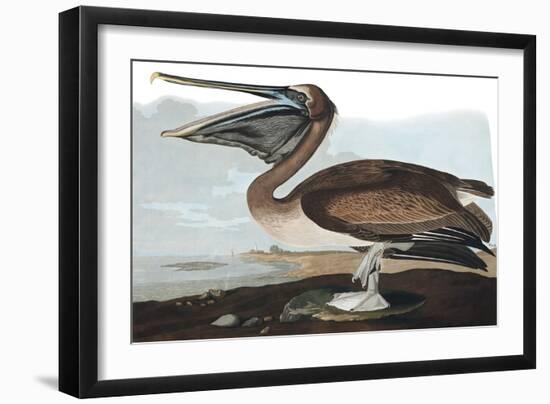 Brown Pelican, Pelecanus Fuscus, from the Birds of America by John J. Audubon, Pub. 1827-38 (Hand C-John James Audubon-Framed Giclee Print