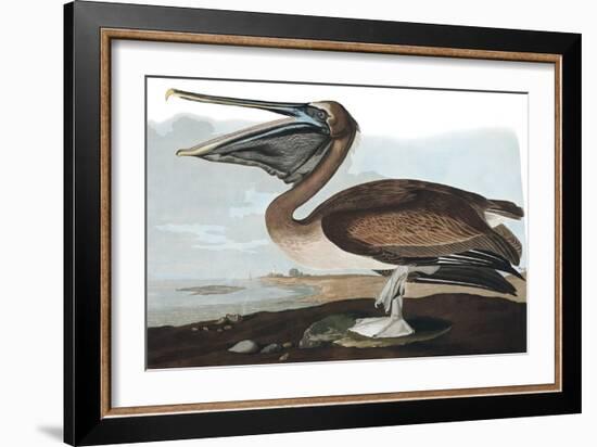 Brown Pelican, Pelecanus Fuscus, from the Birds of America by John J. Audubon, Pub. 1827-38 (Hand C-John James Audubon-Framed Giclee Print