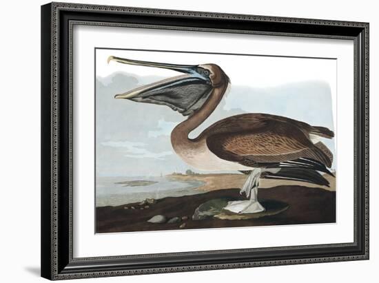 Brown Pelican, Pelecanus Fuscus, from the Birds of America by John J. Audubon, Pub. 1827-38 (Hand C-John James Audubon-Framed Giclee Print