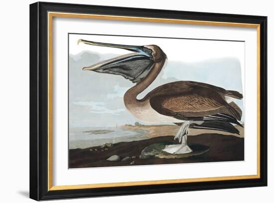 Brown Pelican, Pelecanus Fuscus, from the Birds of America by John J. Audubon, Pub. 1827-38 (Hand C-John James Audubon-Framed Giclee Print