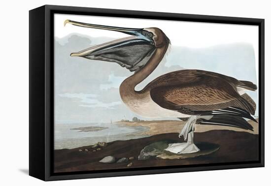 Brown Pelican, Pelecanus Fuscus, from the Birds of America by John J. Audubon, Pub. 1827-38 (Hand C-John James Audubon-Framed Premier Image Canvas