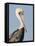 Brown Pelican (Pelecanus Occidentalis) Perched at Goose Island State Park, Aransas Co., Texas, Usa-Larry Ditto-Framed Premier Image Canvas