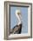 Brown Pelican (Pelecanus Occidentalis) Perched at Goose Island State Park, Aransas Co., Texas, Usa-Larry Ditto-Framed Photographic Print