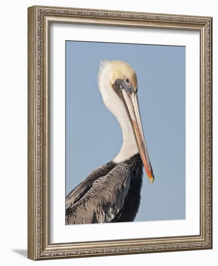 Brown Pelican (Pelecanus Occidentalis) Perched at Goose Island State Park, Aransas Co., Texas, Usa-Larry Ditto-Framed Photographic Print