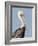 Brown Pelican (Pelecanus Occidentalis) Perched at Goose Island State Park, Aransas Co., Texas, Usa-Larry Ditto-Framed Photographic Print