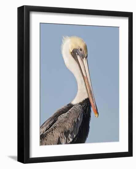 Brown Pelican (Pelecanus Occidentalis) Perched at Goose Island State Park, Aransas Co., Texas, Usa-Larry Ditto-Framed Photographic Print