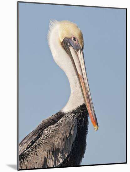 Brown Pelican (Pelecanus Occidentalis) Perched at Goose Island State Park, Aransas Co., Texas, Usa-Larry Ditto-Mounted Photographic Print