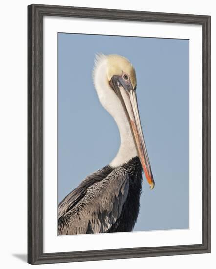 Brown Pelican (Pelecanus Occidentalis) Perched at Goose Island State Park, Aransas Co., Texas, Usa-Larry Ditto-Framed Photographic Print