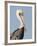 Brown Pelican (Pelecanus Occidentalis) Perched at Goose Island State Park, Aransas Co., Texas, Usa-Larry Ditto-Framed Photographic Print