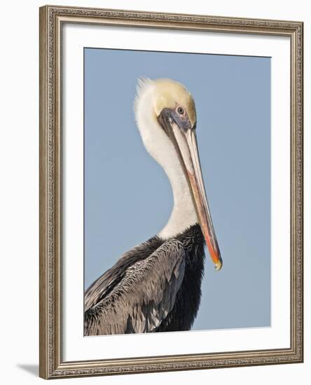 Brown Pelican (Pelecanus Occidentalis) Perched at Goose Island State Park, Aransas Co., Texas, Usa-Larry Ditto-Framed Photographic Print