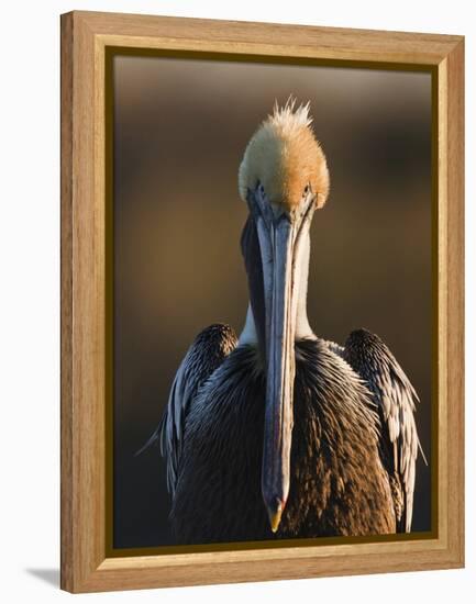 Brown Pelican (Pelecanus Occidentalis) Perched at Goose Island State Park, Aransas Co., Texas, Usa-Larry Ditto-Framed Premier Image Canvas