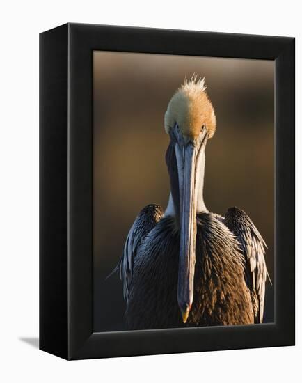 Brown Pelican (Pelecanus Occidentalis) Perched at Goose Island State Park, Aransas Co., Texas, Usa-Larry Ditto-Framed Premier Image Canvas