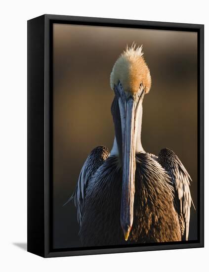 Brown Pelican (Pelecanus Occidentalis) Perched at Goose Island State Park, Aransas Co., Texas, Usa-Larry Ditto-Framed Premier Image Canvas